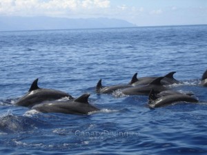 дельфины Канары